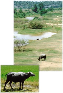 A Bucolic Scene of Malaysia